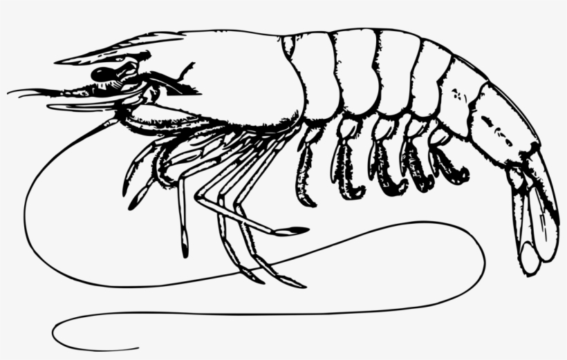 Shrimp And Prawn As Food Shrimp And Prawn As Food Drawing - Prawn Black And White Clipart, transparent png #3539472