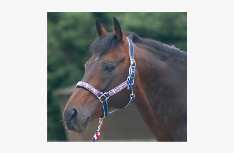 Cottage Craft Union Jack Headcollar & Lead Rope Set - Cottage Craft Union Jack Headcollar - Navy/red Union, transparent png #3539499