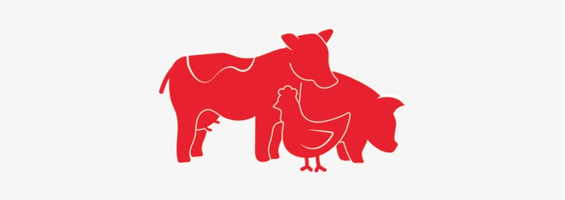 Cow, Pig And Chicken Graphic - Pig Chicken Cow, transparent png #3539598