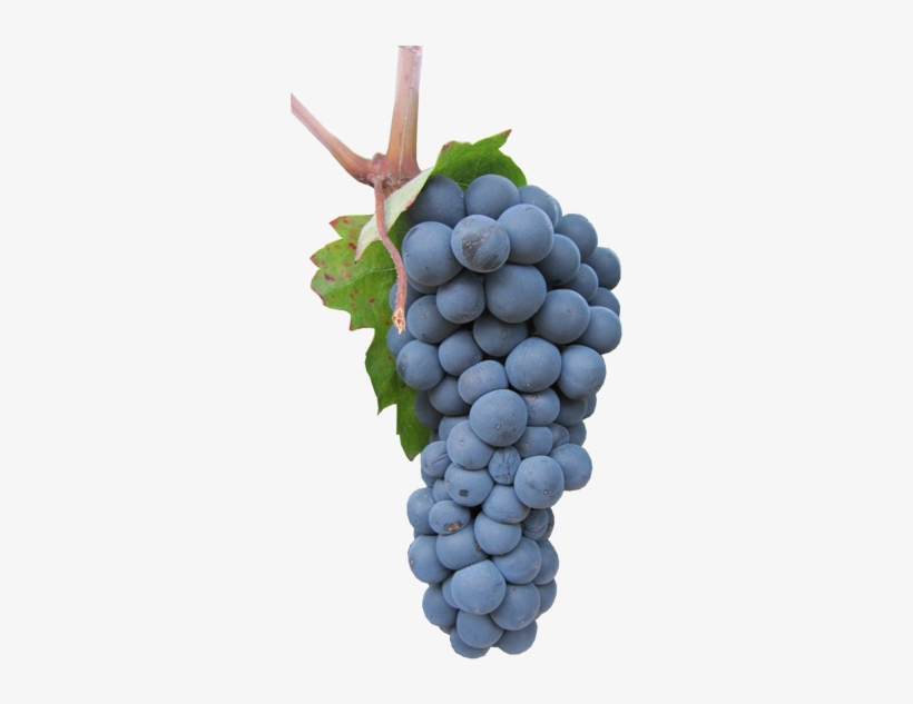 Uvas Tintas - Garnacha Tinta, transparent png #3541242