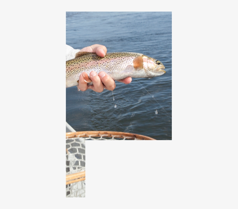 Fly Fishing Article W Mask-2 - Trout, transparent png #3541344