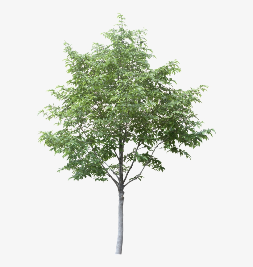 Free Arboles En Planta Png - Aspen Tree Cut Out, transparent png #3541625