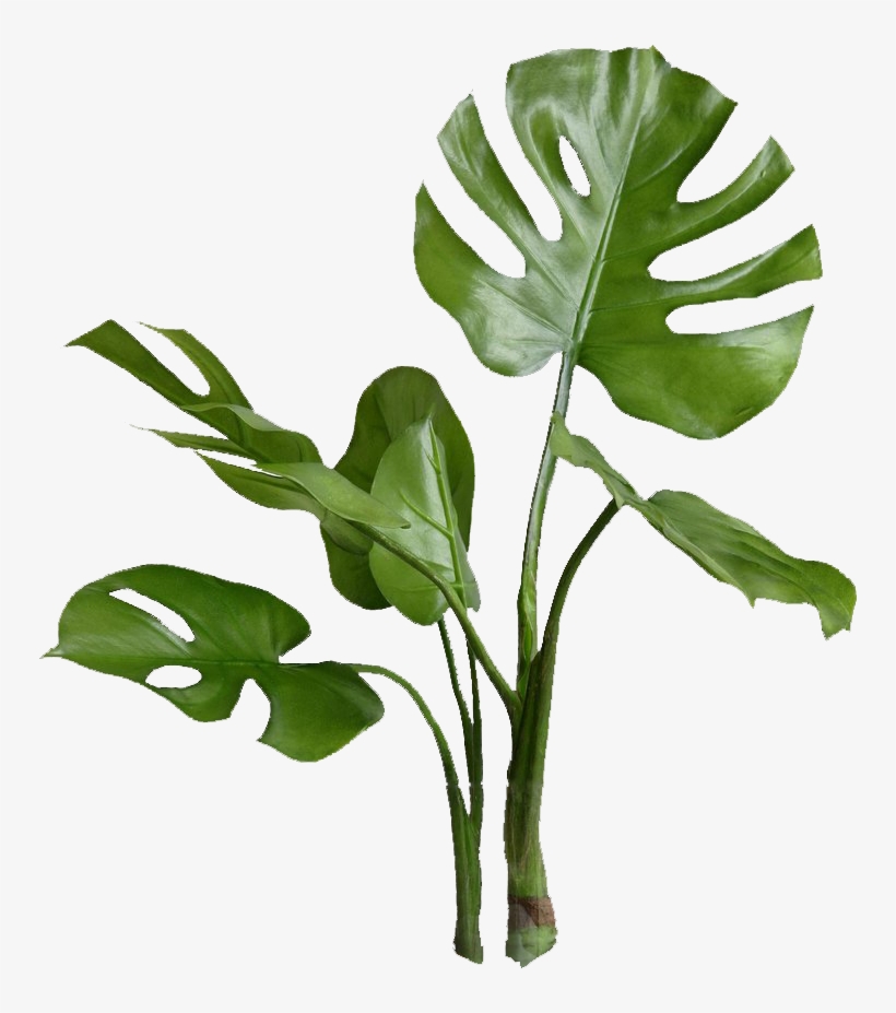 Planta - - Millennial Bingo, transparent png #3541742