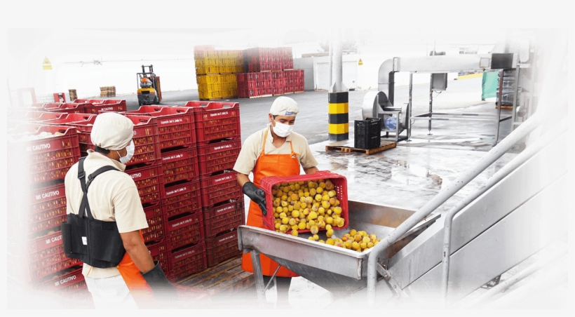 Planta-huacho - Mango, transparent png #3541964