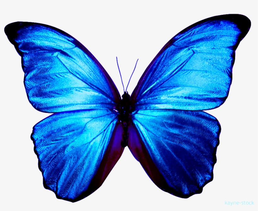 Borboletas Em Png - Blue Morpho Butterfly, transparent png #3542543