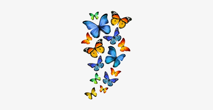 Cor Do Fundo - Butterfly In White Background, transparent png #3542704