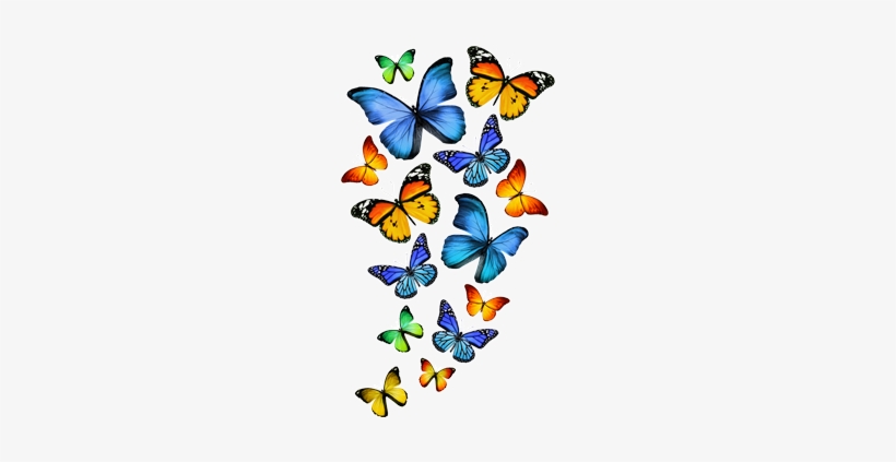 Cor Do Fundo Butterfly In White Background Free Transparent Png Download Pngkey