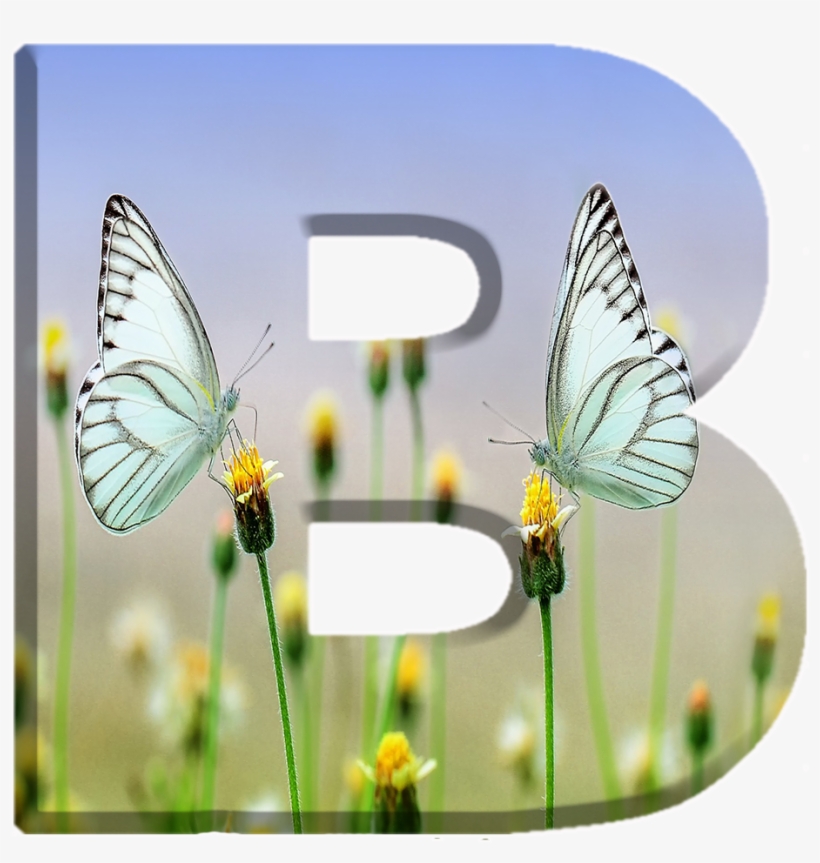 Alfabeto Decorativo Borboletas Png - Spring, transparent png #3542748