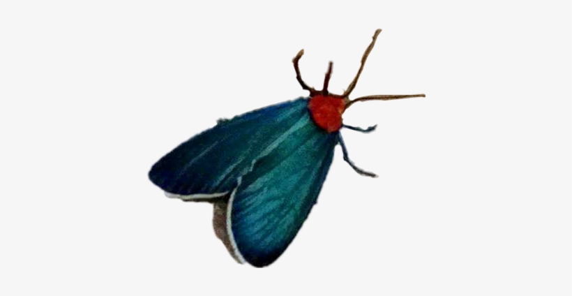Virginia Ctenucha, transparent png #3543067