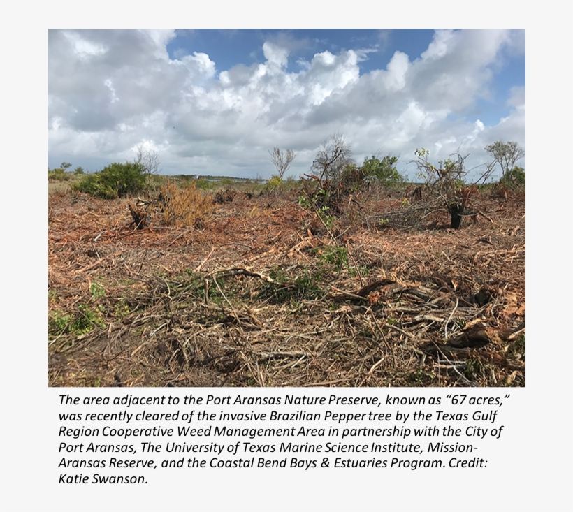 201805 Portstreetpeppertree - Field, transparent png #3545243