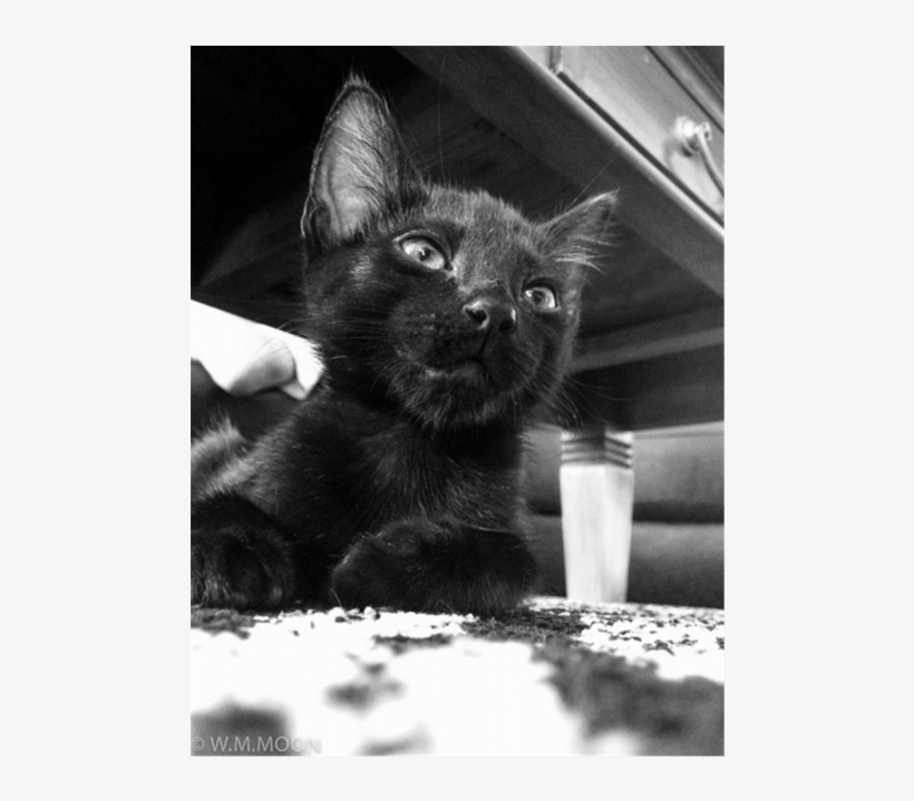Soot Male Domestic Short Hair Mix Cat In Qld Petrescue - Black Cat, transparent png #3545583