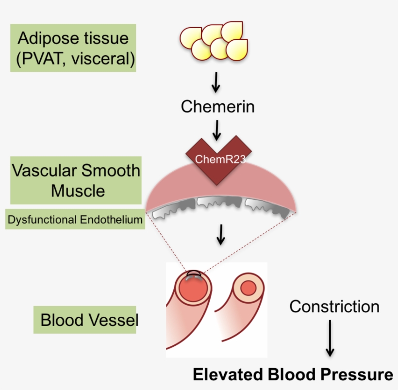 Chemerin - Diagram, transparent png #3548236