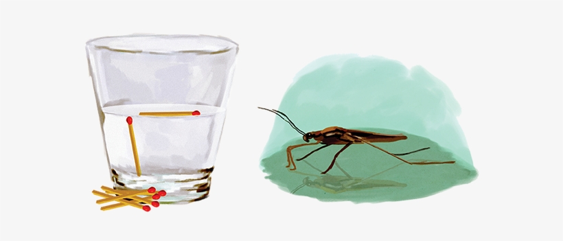 ¿el Agua Tiene Piel - Tension Superficial, transparent png #3548776