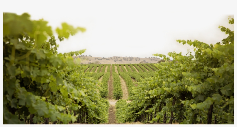 Broken Earth Winery, transparent png #3548894