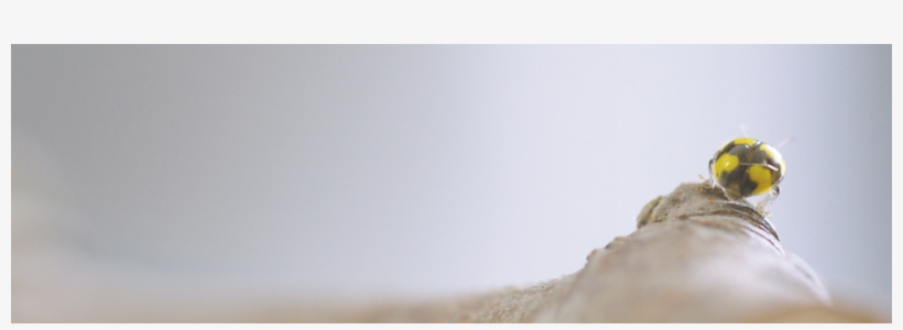 Single-vineyard - Wine, transparent png #3549352