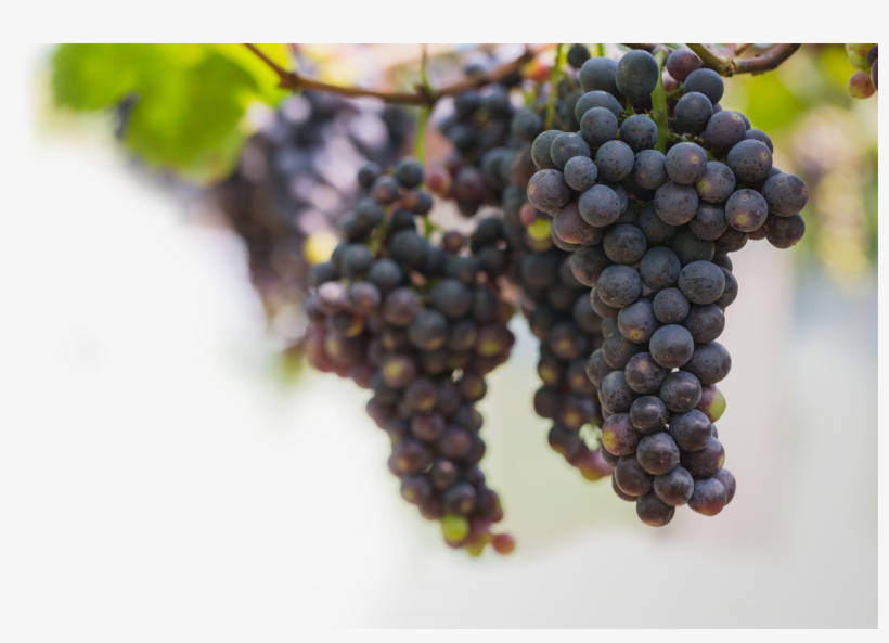 Vineyards And Technology But Also On Providing Wines - Grape, transparent png #3549371