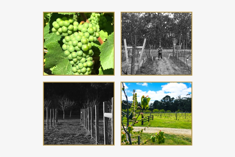 The Vineyard - Wine, transparent png #3549564