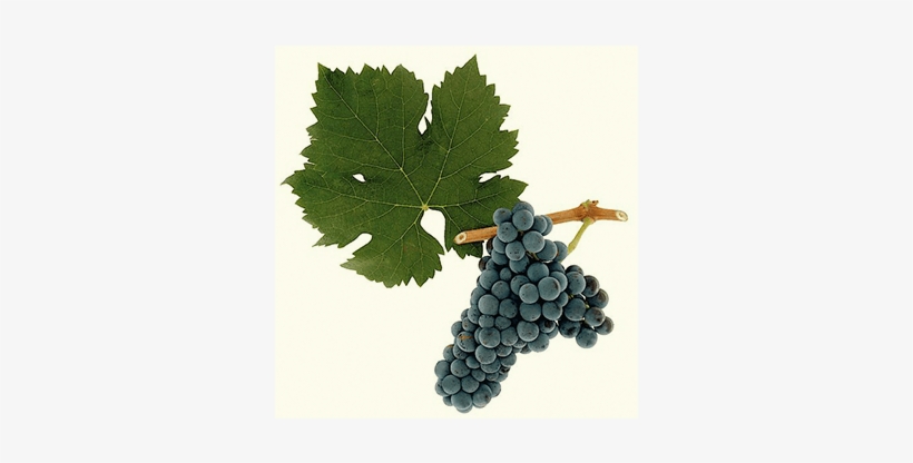 Whitehall Lane Winery - Cabernet Franc Grapes, transparent png #3549930
