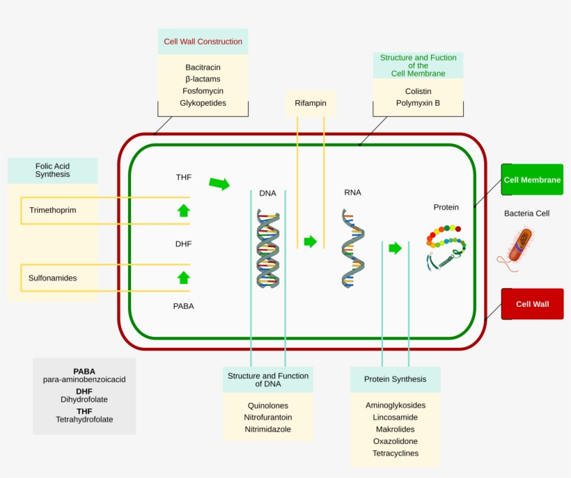 Open - Mode D Action Des Antibiotiques, transparent png #3553527