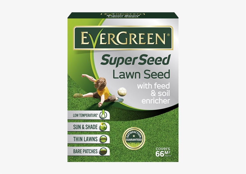 Evergreen Superseed Lawn Seed, transparent png #3558711