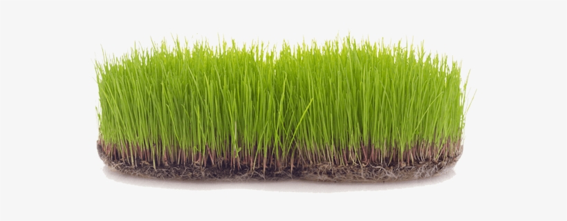 We Offer Free Estimates And Lawn Care Services That - Lawn, transparent png #3558736