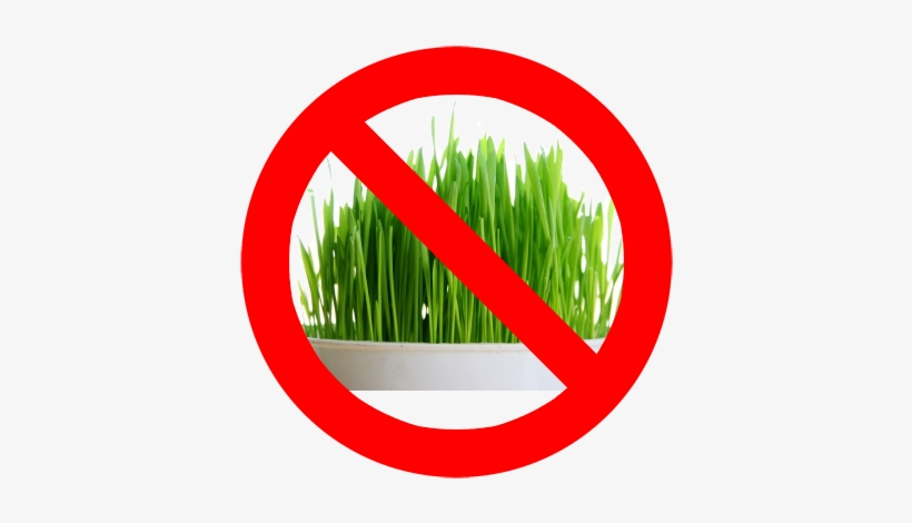Stop Patch In Its Tracks Before It's Too Late - Powergrow Systems Certified Organic Non-gmo Wheatgrass, transparent png #3559071
