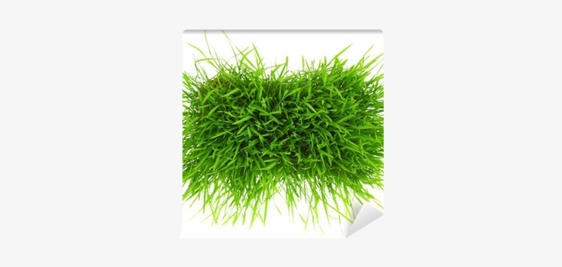 Patch Of Green Grass Isolated On White Background Wall - White, transparent png #3559074