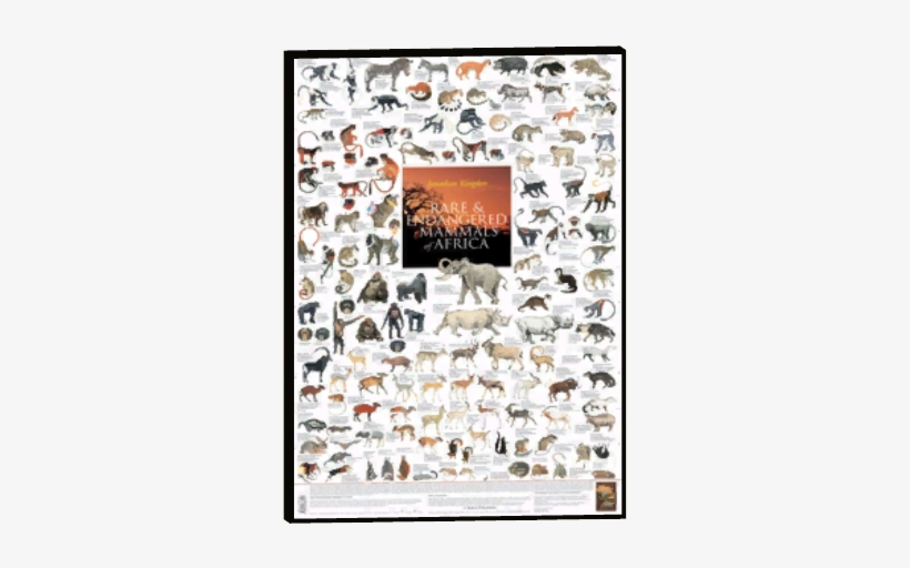 Zoo Animal Posters 13 - Primates Of Africa Poster, transparent png #3559407