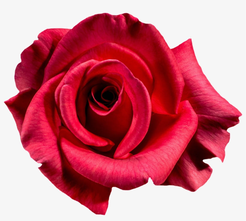 Rose-1385965 960 - Red Rose Photography, transparent png #3560031
