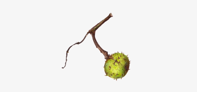 Conker - Drawing, transparent png #3560687