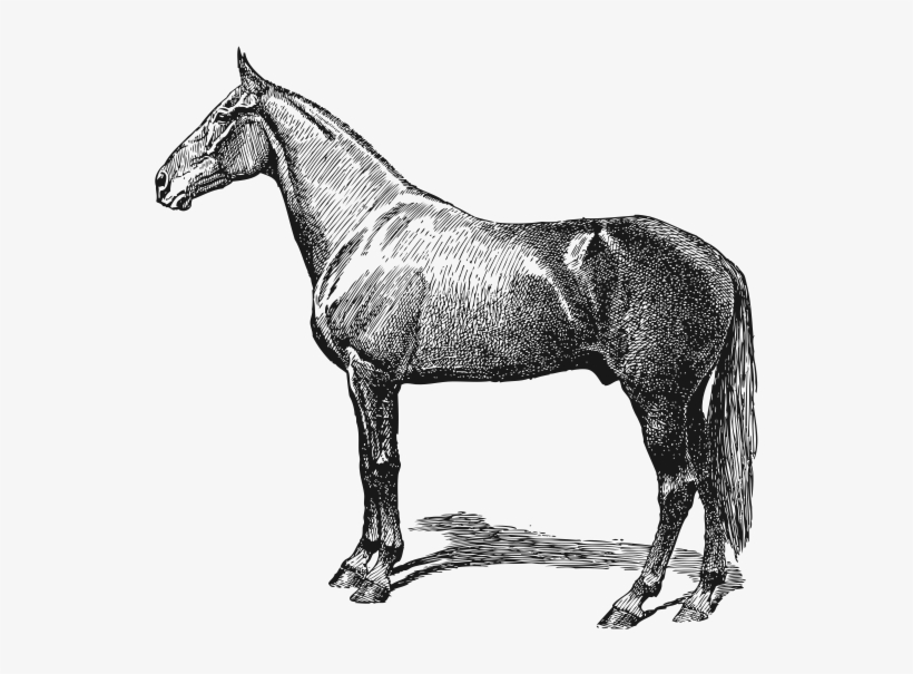 Vitamins - Name Of 10domestic Animals, transparent png #3562374