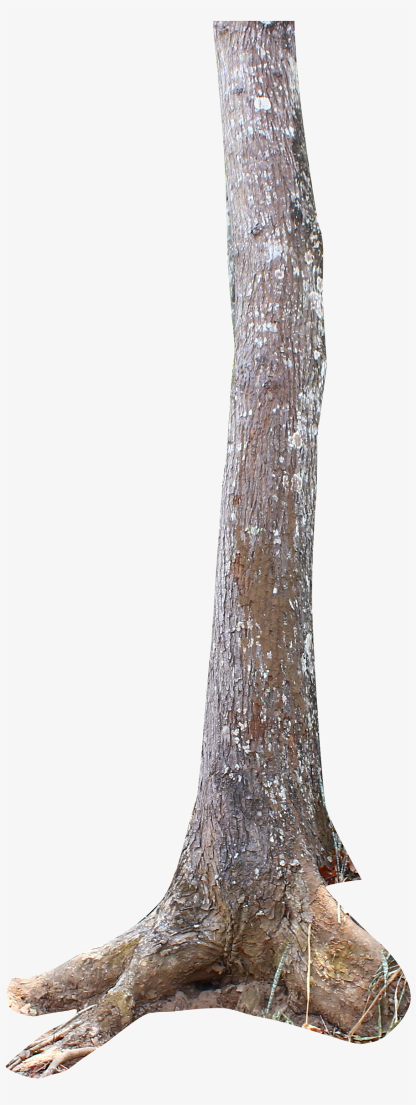 Thumb Image - Tree Trunk Png, transparent png #3564536