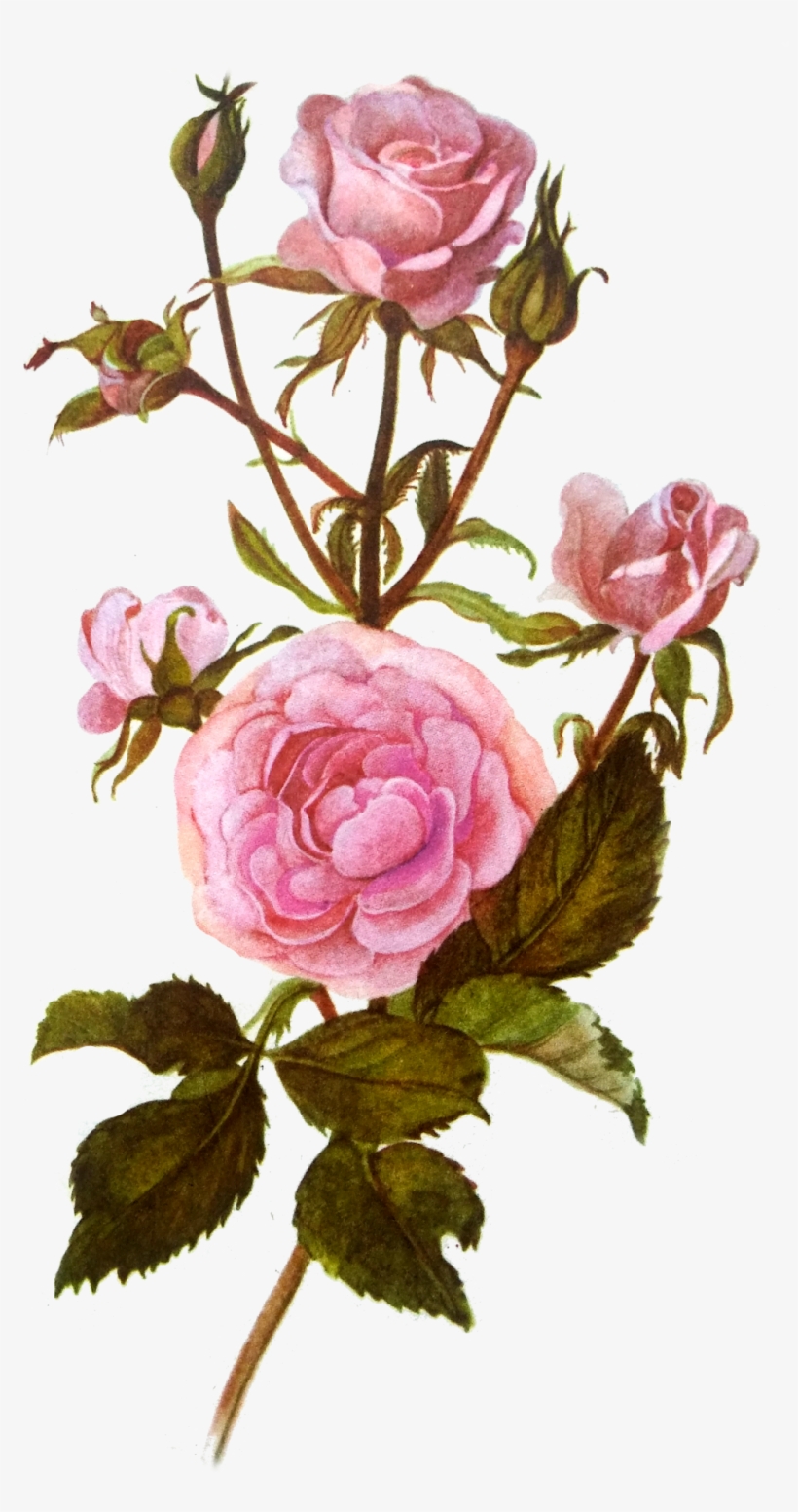 Roses Png Tumblr, transparent png #3568332