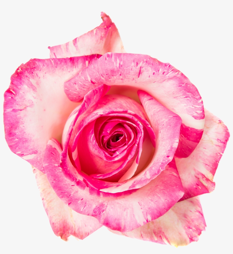 Van Der Arend Roses, transparent png #3568595