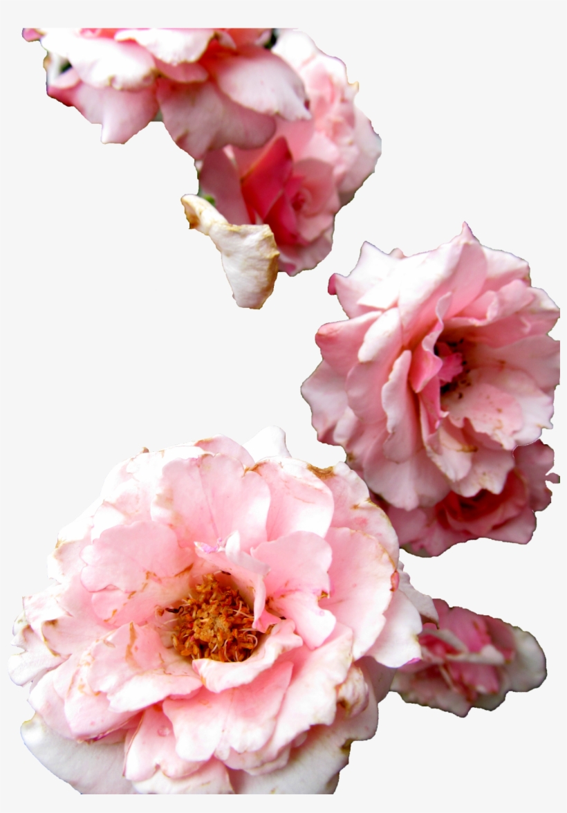 Transparent Flowers Roses Transparent Flowers Png Rose - Common Peony, transparent png #3568647