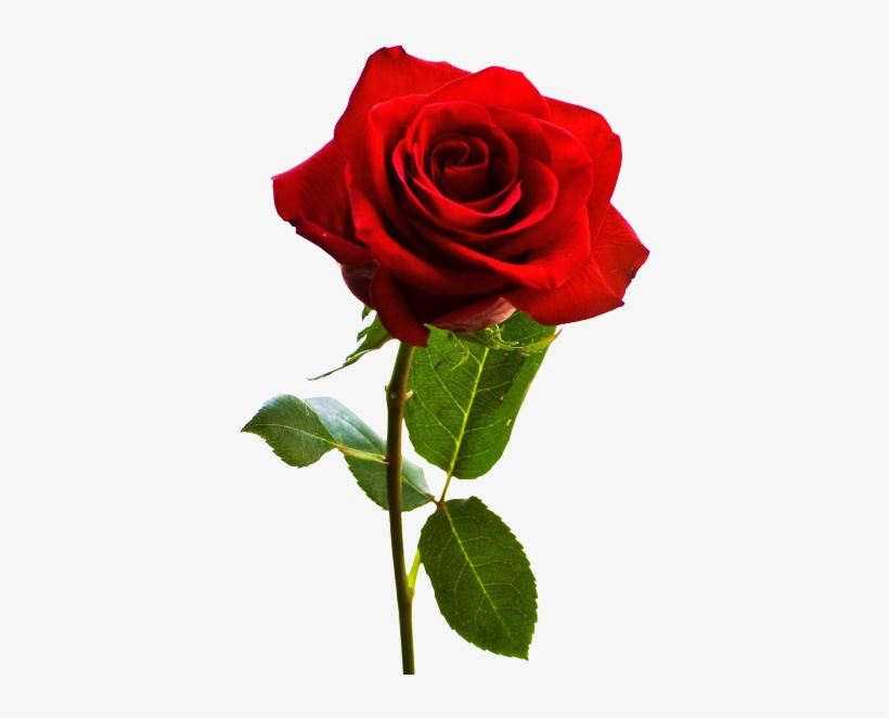 Transparent Rose - Rose Flower, transparent png #3568865