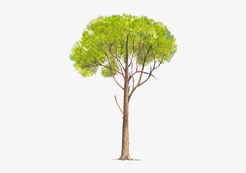 Www - Biodiversidad - Gob - Mx - Pino Radiata Png, transparent png #3569405