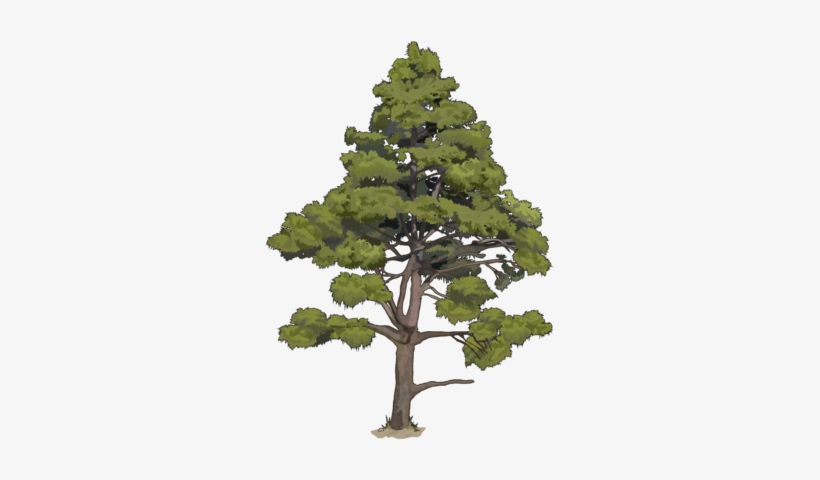 Pinus Canariensis C - Dibujo De Un Pino Canario, transparent png #3569513