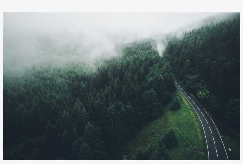 Pinesforest Road Camino Bosque Pinos Ladyjeka - Pine, transparent png #3569745