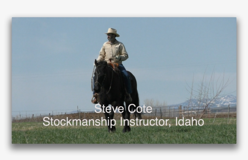 Steve And Susan Cote, June - Cattle Sense, transparent png #3572230