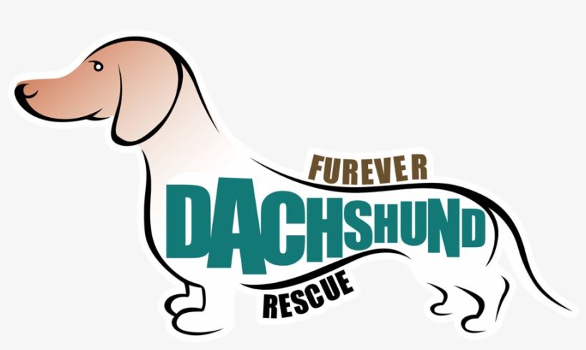 Furever Dachshund Rescue Is A Non Profit Organization - Adopt Dachshund, transparent png #3573870