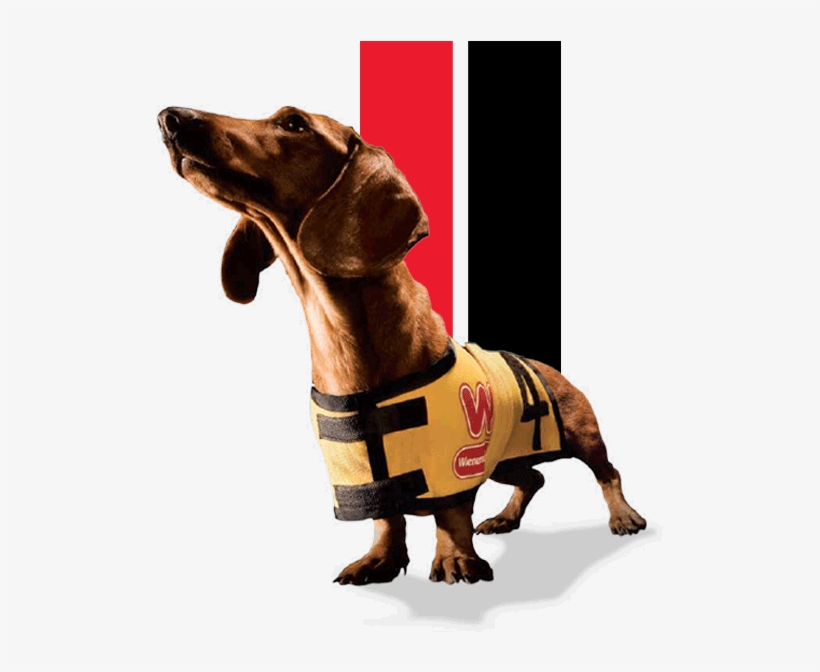 Wiener Dog - Wienerschnitzel Dog, transparent png #3573894