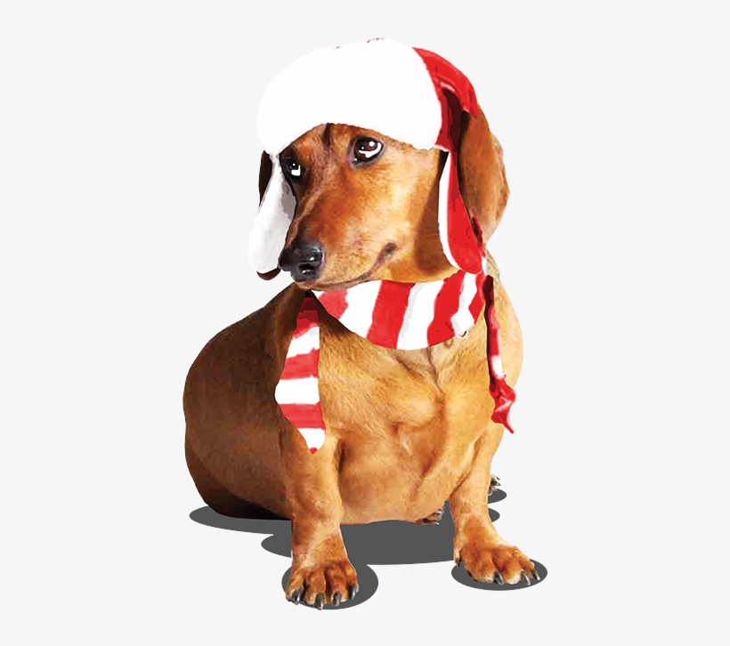 Dachshund, transparent png #3574254