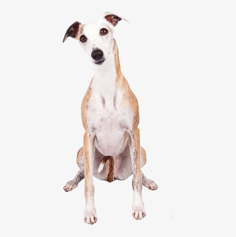 How To Do Meyers Briggs Tests On Dog Personalities - Word, transparent png #3574630