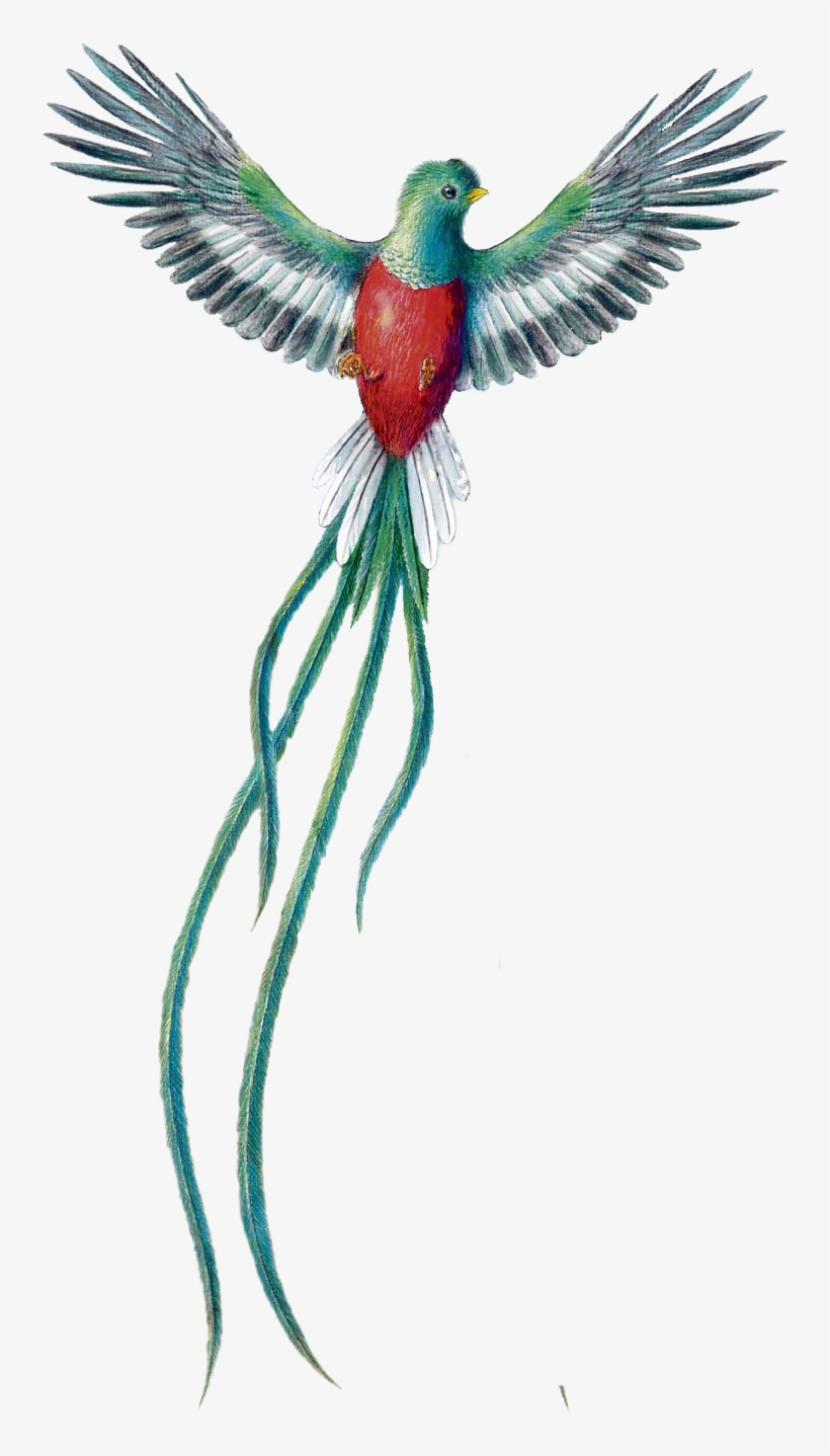 Quetzal Dibujo Png - Quetzal De Guatemala Png, transparent png #3574943