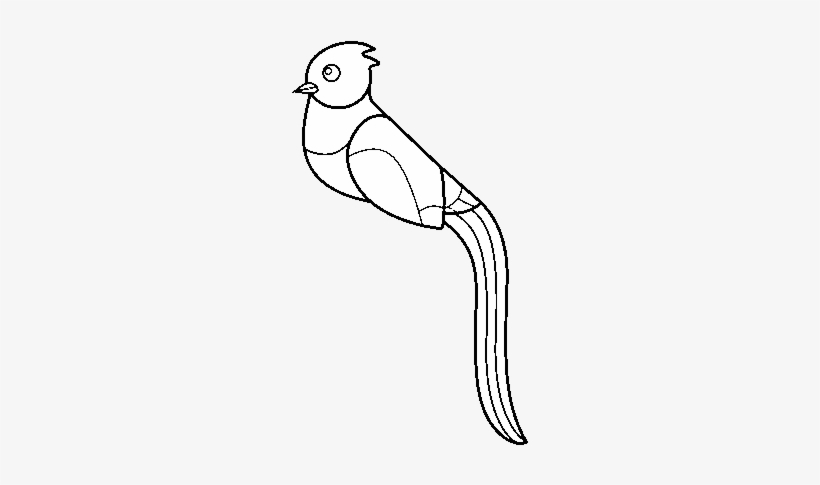 Quetzal Coloring Page Dibujo De Un Quetzal Free Transparent Png Download Pngkey