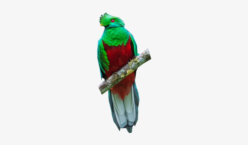 Parakeet, transparent png #3575690