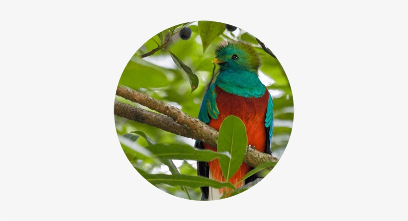 Biotopo Del Quetzal, Hotel En Cobán, Casa José - Biotopo Del Quetzal Baja Verapaz, transparent png #3575849