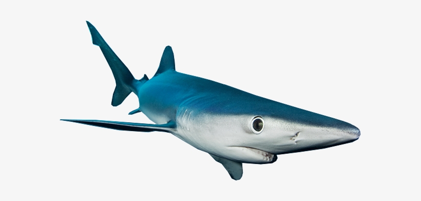 Sharks - Shark, transparent png #3575902