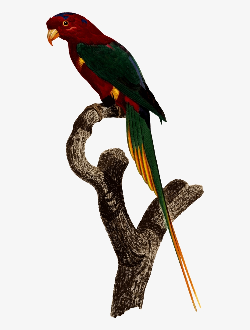 Parrot - Superb Parrot Pet, transparent png #3575944
